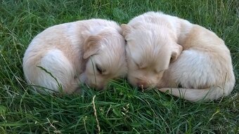 Zlatý retriever šteniatka - 4