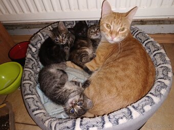 Darujem mačiatka - 4