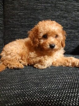 Cavapoo - 4
