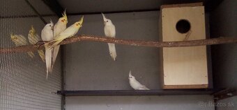 Korely lutino - albino - 4