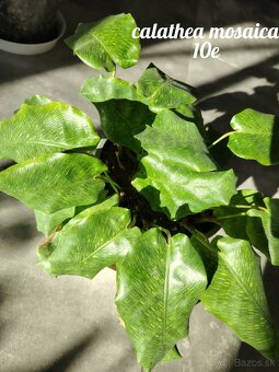 Izbové rastliny - 4