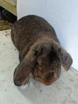 Francúzsky baran - 4