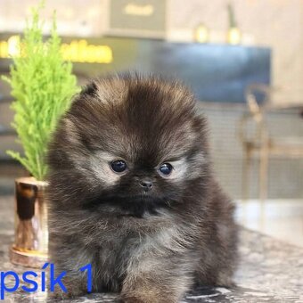Pomeranian mini - 4