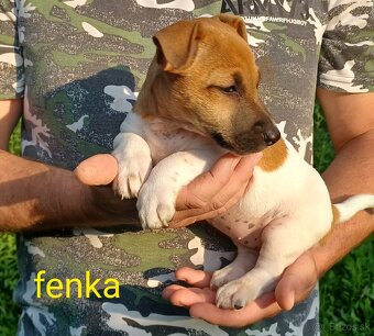 Jack russel terier šteniatka - 4