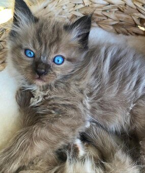 Mačiatka ragdoll samec a samica na predaj - 4