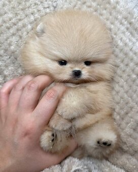 Pomeranian mini cream - 4