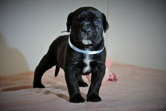 Cane Corso s PP - 4