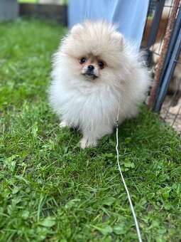 Pomeranian s PP., Chovateľská stanica nucháčik Poms - 4