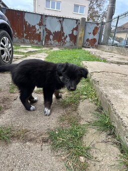 Darujem šteniatka - 4