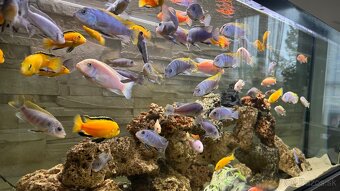 Africke cichlidy - 4