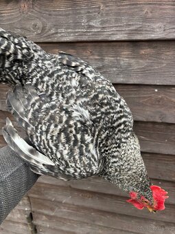 Jarabatý kohút - 4