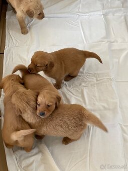 Zlaty retriever, Golden retriever - 4