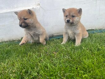 Shiba inu - 4