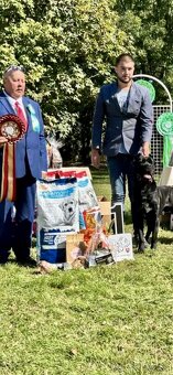 Cane Corso na krytie - 4