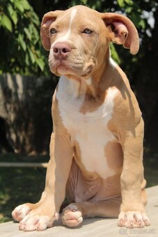 American Bully XL - 4