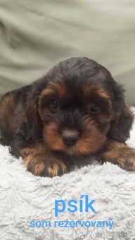 Cavapoo - 4