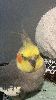 Korela Alexander Veľký - 4