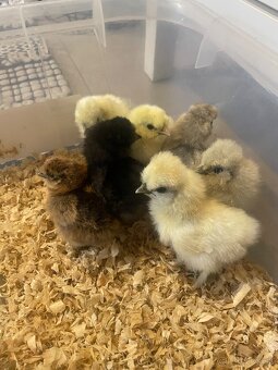 Kuriatka-hodvábnička EU - 4