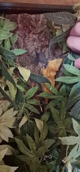 Pagekon riasnatý - PREDÁM - 4