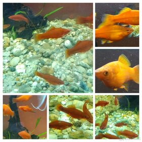 TITÁN FISH - 4