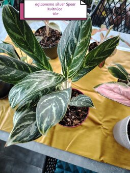 Phylodendron imperial red, konsetra anadnsoni mint - 4