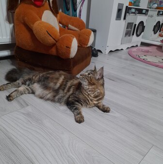 Maine coon, mainská mývalia mačka - 4