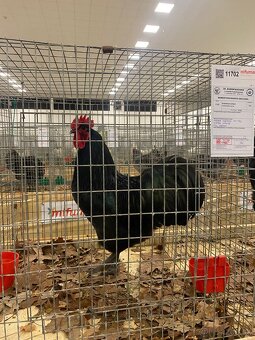 Australorpka čierna - 4