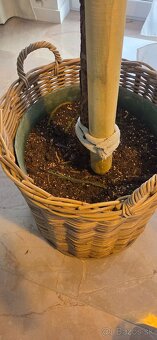 Araucaria cca 30 ročná - 4