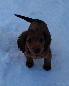 Jazvečík dlhosrsty štandard - 4