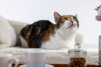 ZUZKA hľadá domov - 4