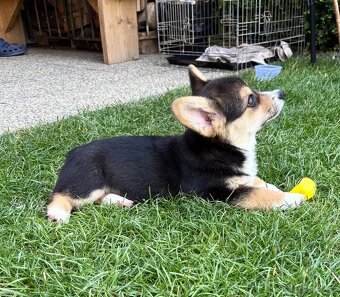 Welsh Corgi Pembroke - 4