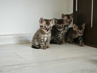 Bengálska mačka kocúr,mačiatko,Bengal - 4