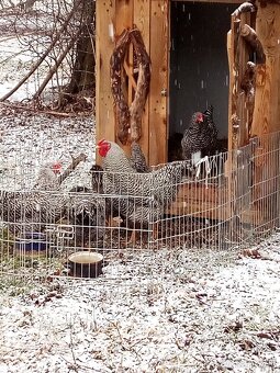 NV Oravky pásikavej (krahulcovej) - 4