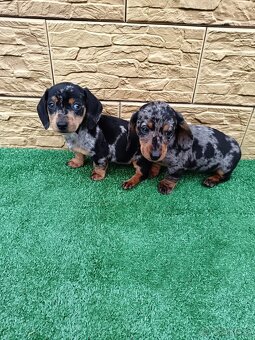 Jazveĉík trpaslicí - 4