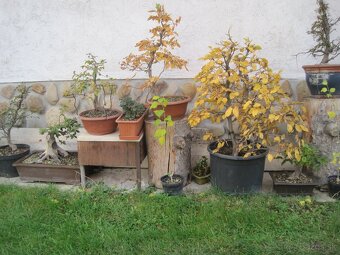 BONSAI,BONSAJ-DUB11 - 4