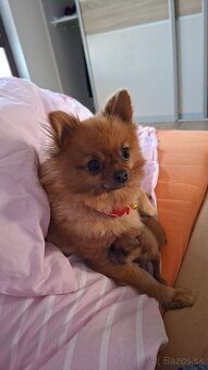 Beriem rezervaciu na pomeraniana - 4