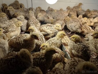 Predám japonské prepelice - 4