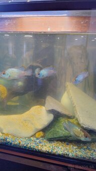 Akvárium - 4