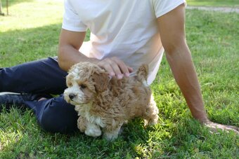 Mini Maltipoo - 4