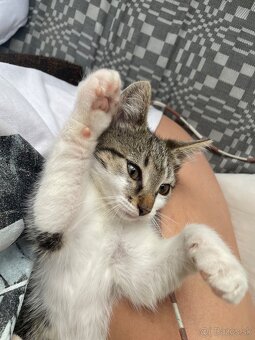 1/2 Mainská mývalia mačka/kocúr (Maine Coon) - 4