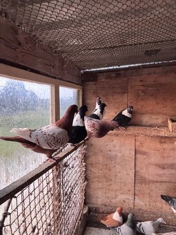 Holuby na predaj - 4