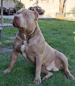 AMERICAN BULLY ODBER HNED - 4