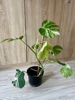 Monstera albo - 4
