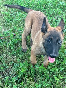 Belgický ovčiak - Malinois - 4