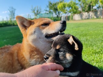 Shiba inu psýky s PP - 4