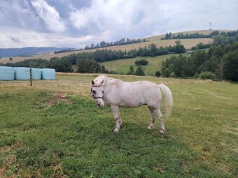 Predám kobylu, kobylku pony - 4