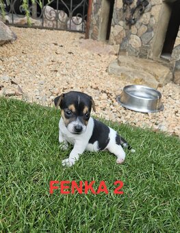 Jack Russell teriér - 4