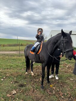 Predám Kladrubákov - 4