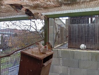 Predám andulky. - 4