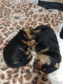 Šteňatá Rottweiler - 4